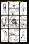 Aerobic Flexibility Laminated Anatomical Chart